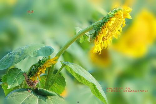 疯鸟与向日葵,探寻生命力的交响诗